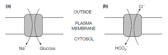 999_Glucose transport into intestinal epithelial cells 1.png